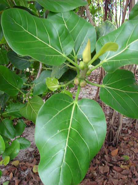 Banyan,Audrey
